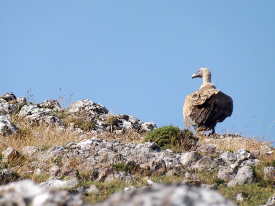 Mountain vulture nature