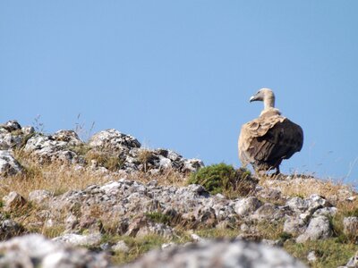 Mountain vulture nature