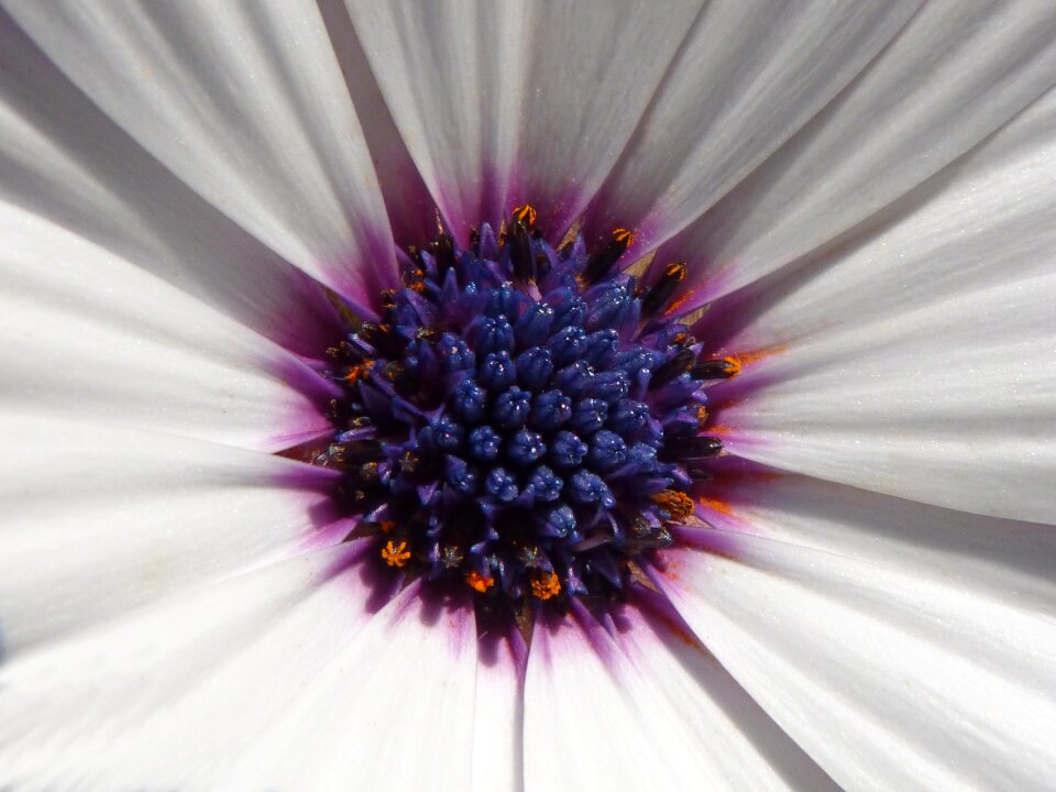 Chalice pollen detail
