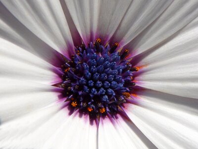 Chalice pollen detail