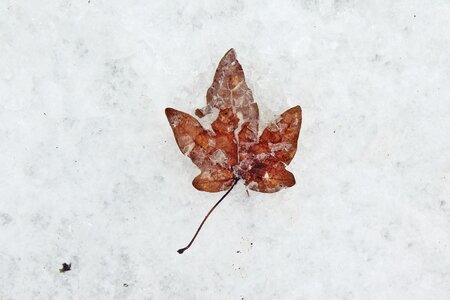 Winter leaf brown photo