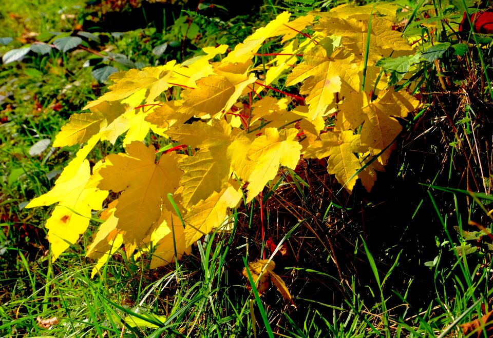 Plant autumn mood nature