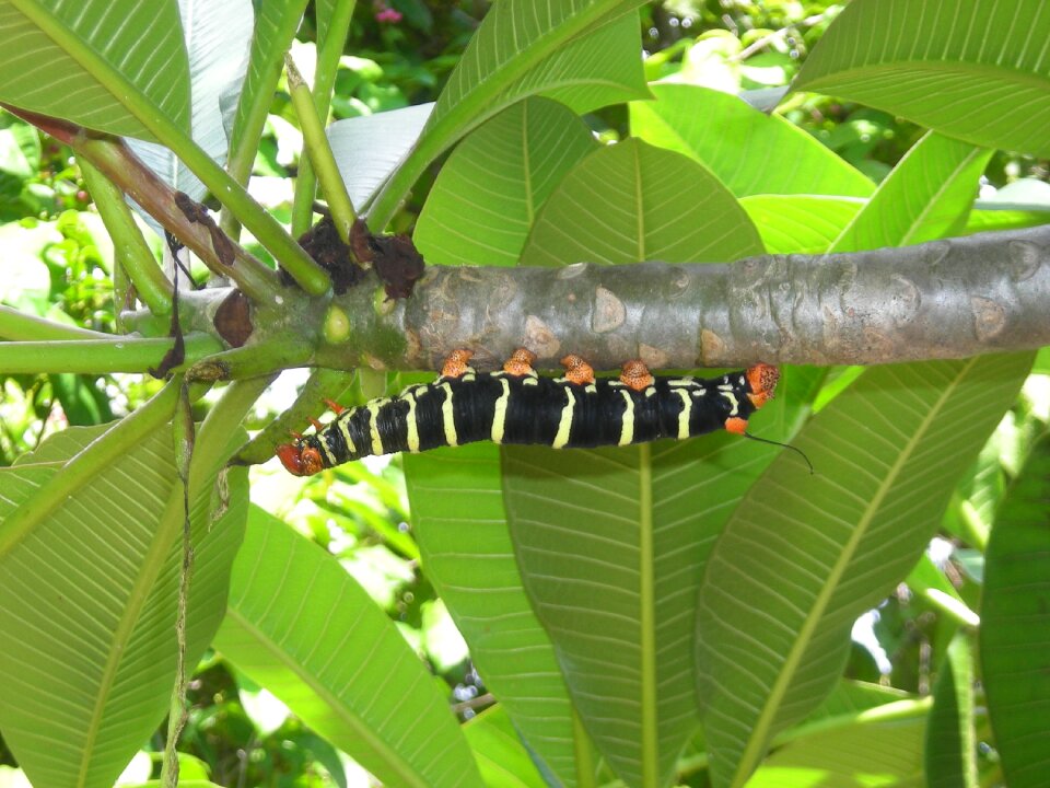 Insect plant biology
