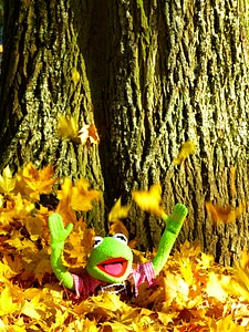 Fun kermit frog photo