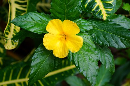 Caribbean spring fragrance