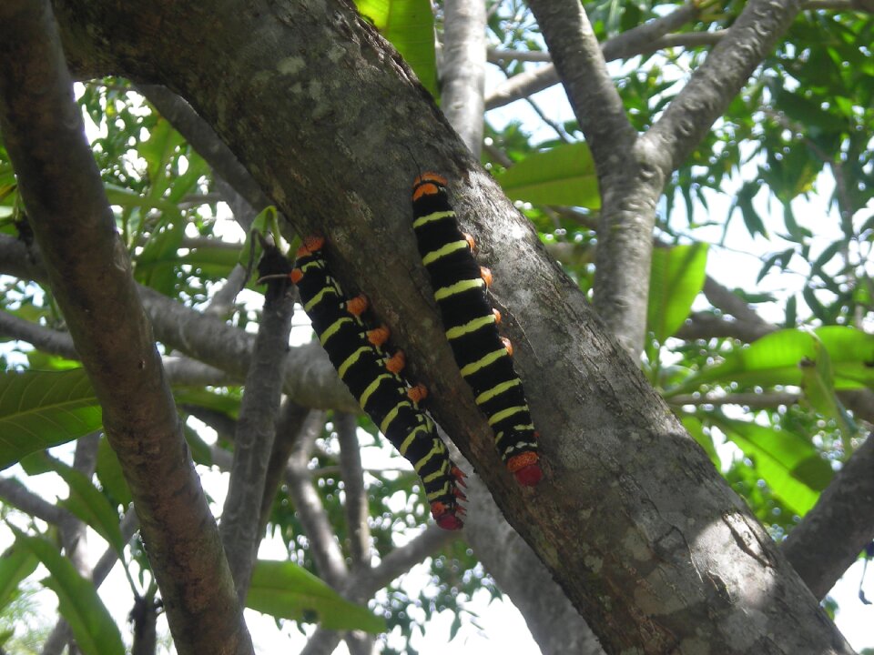 Insect plant biology