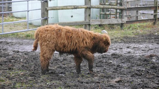 Cattle agriculture galloway beef
