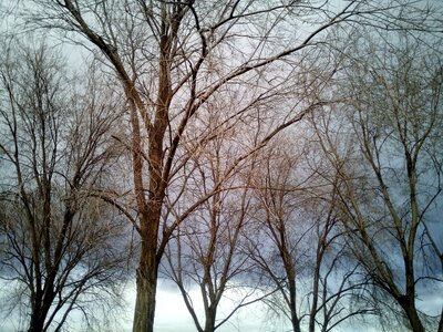 Tree leaves sky photo