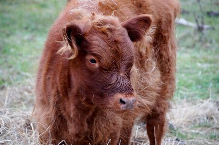 Cub economic meat