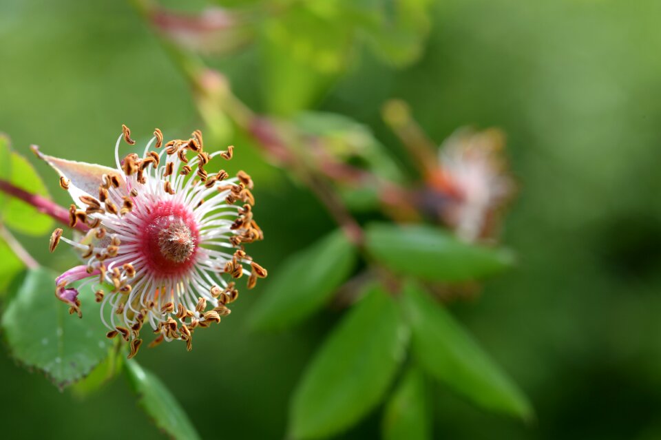 Blossom bloom macro