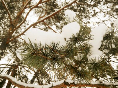 Branch trees winter dream photo