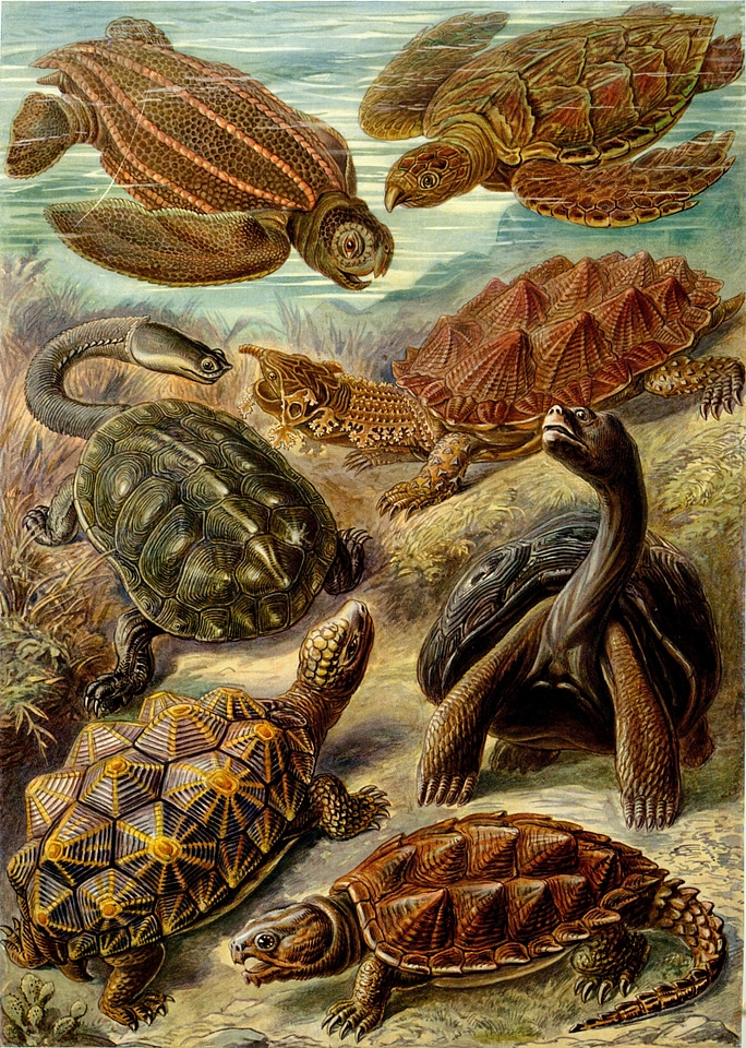 Hawksbill turtle galápagos giant tortoise haeckel chelonia