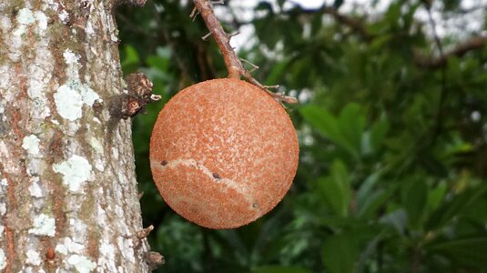 Sal tree fruit photo