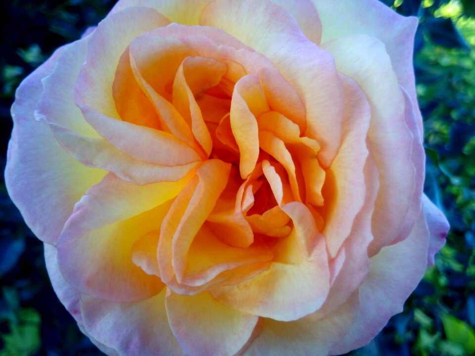 Flower garden bella