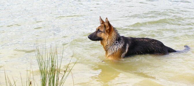 Pet nature lake