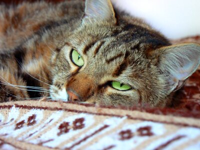 Animal relaxation cat portrait