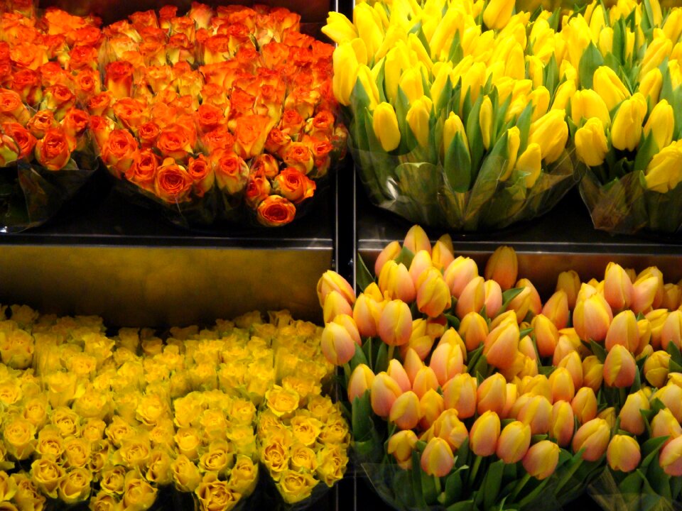 Exhibitor flowers yellow