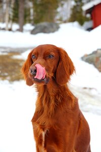 Tongue lick setter photo