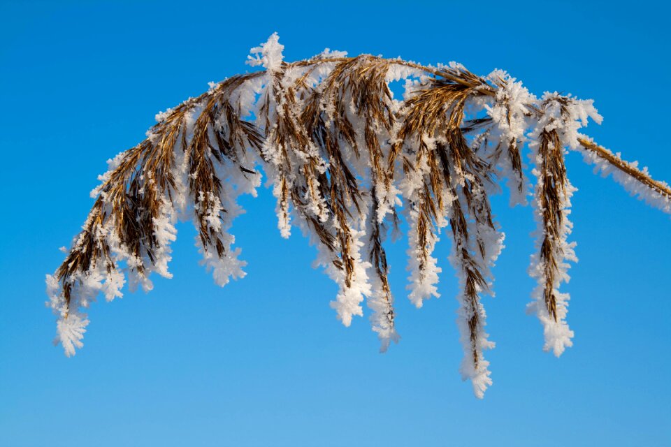 Winter frost branch photo