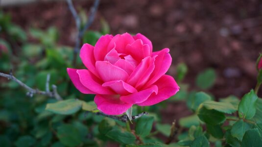 Aroma pink bloom photo