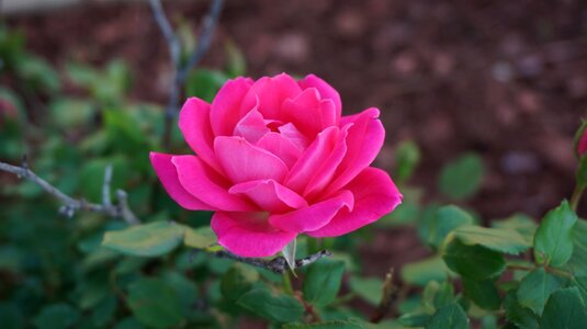 Aroma pink bloom