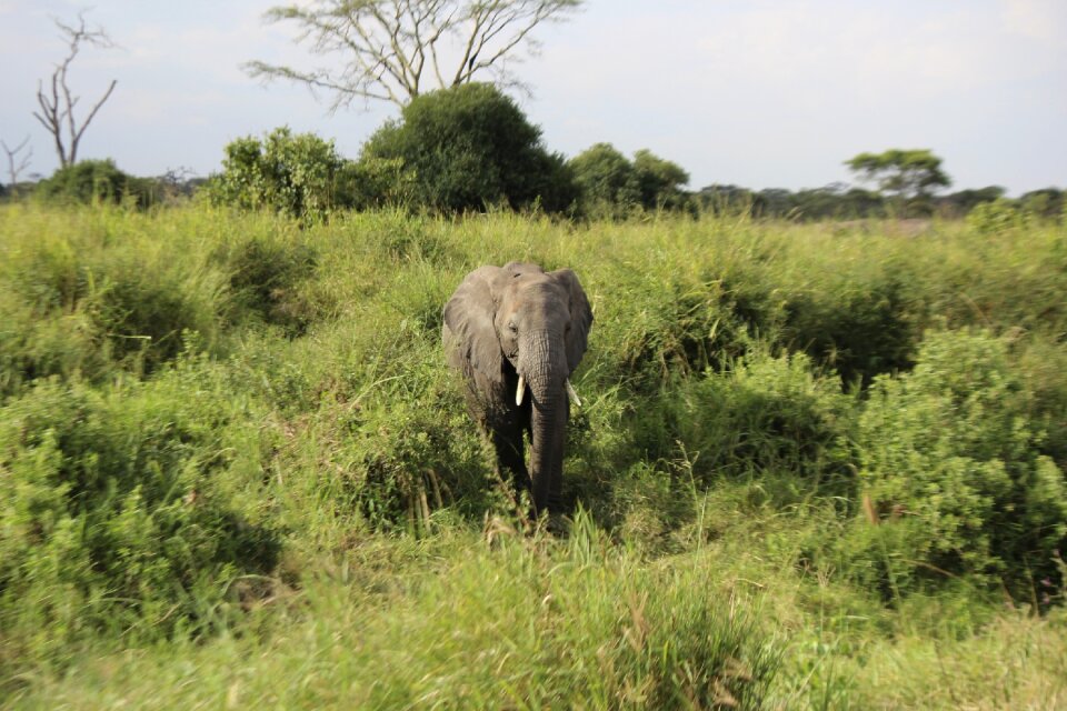 Tanzania park wildlife