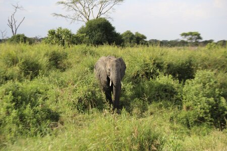 Tanzania park wildlife