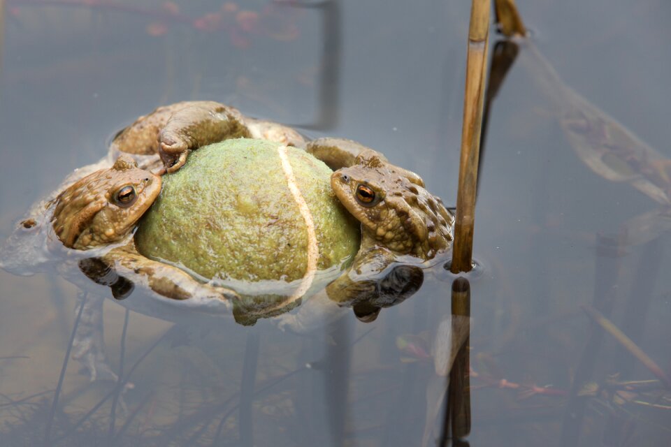 Pairing toad migration frog