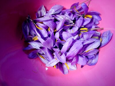Nature flowers petals