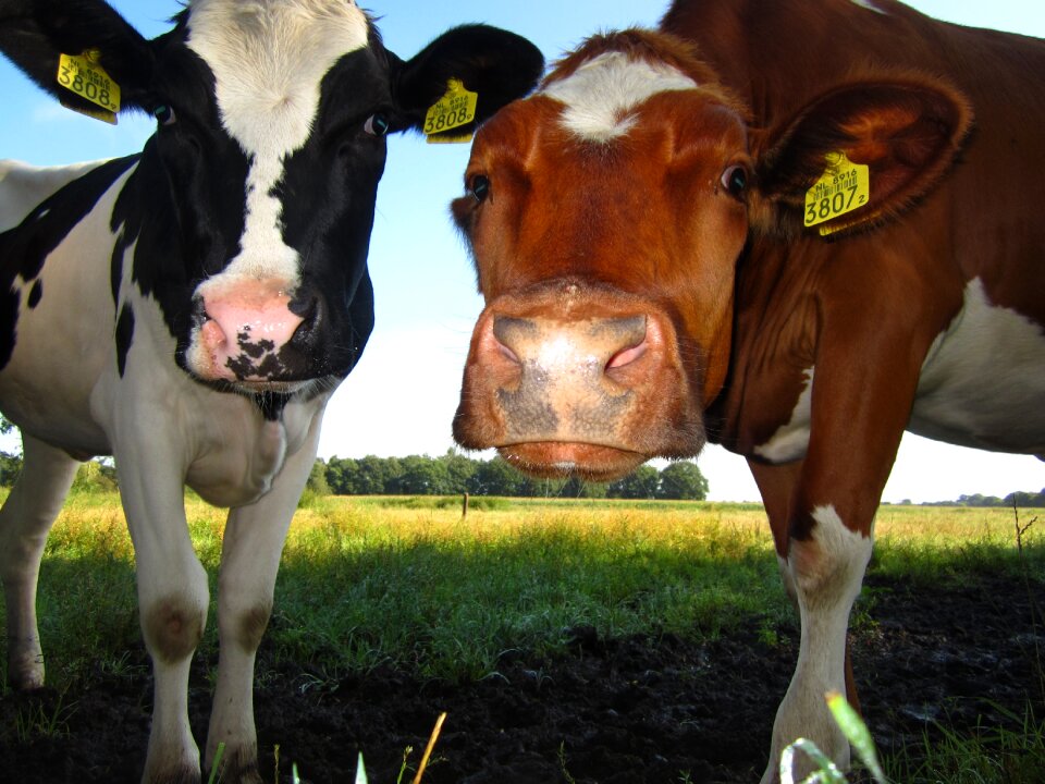 Countryside farm animals dairy farm