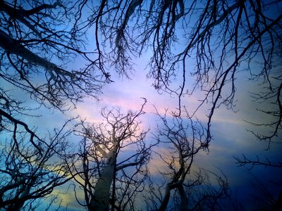 Sunset tree clouds photo