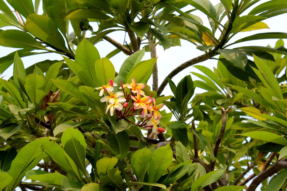 Branches blossom spring