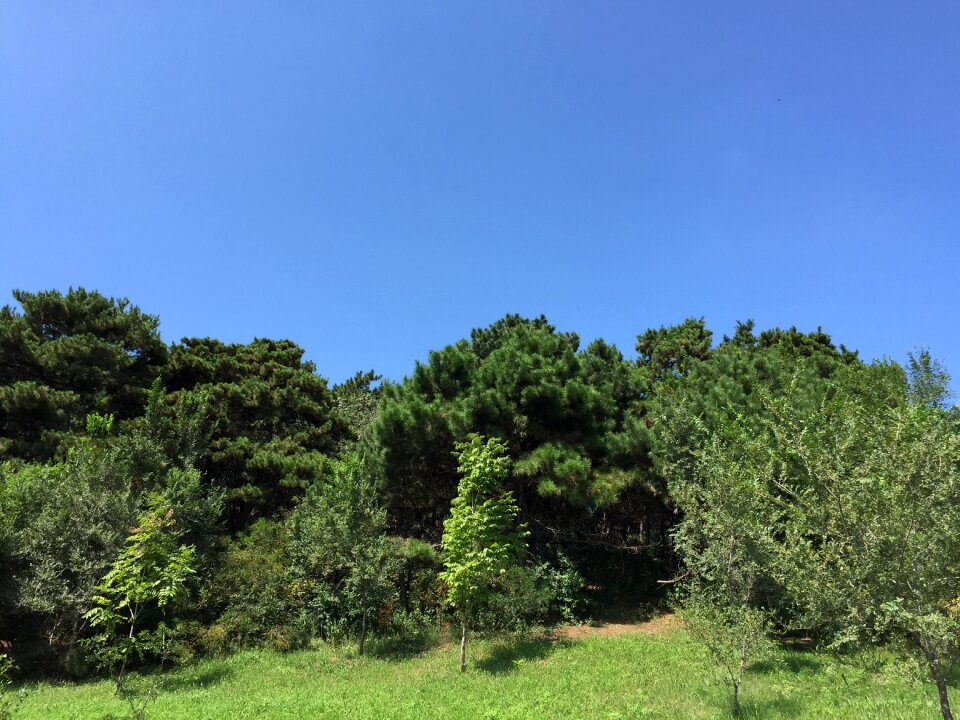 White cloud big trees grass