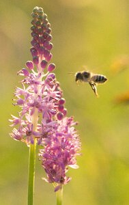 Plant bee small fresh