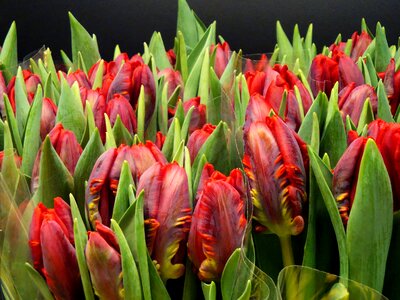 Red cut flowers deck
