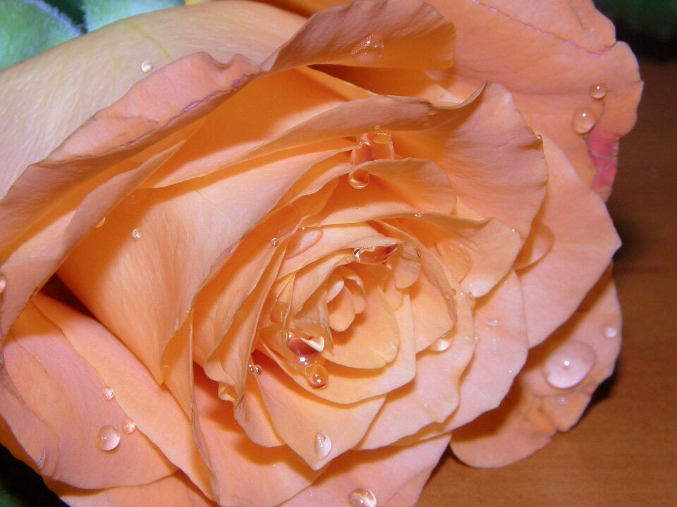 Garden flowers plant