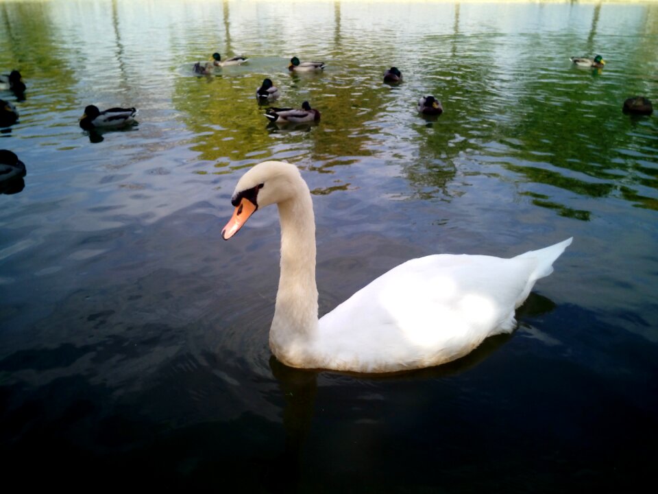 Birds water animals
