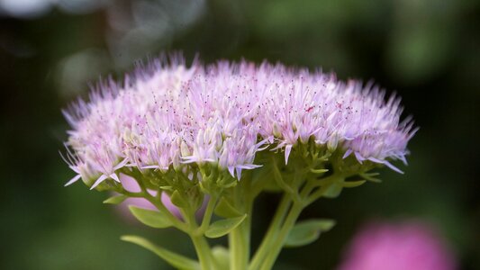 Nature outdoor garden
