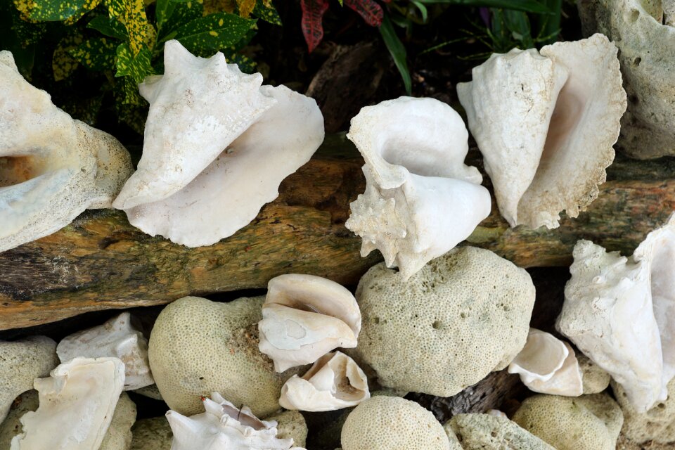 Vacations nature mussel shells