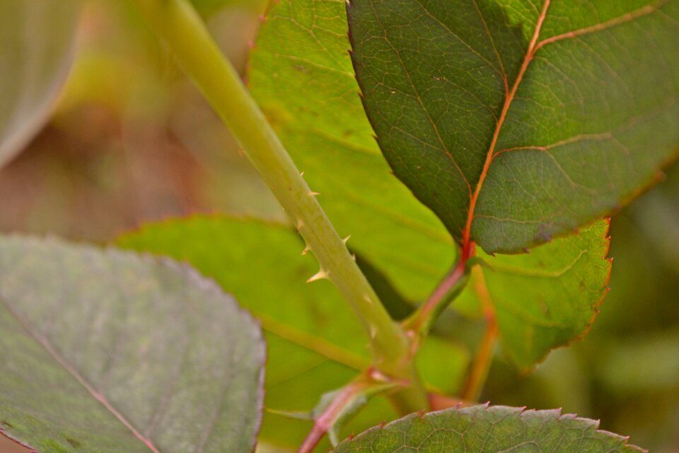 Thorns plants garden