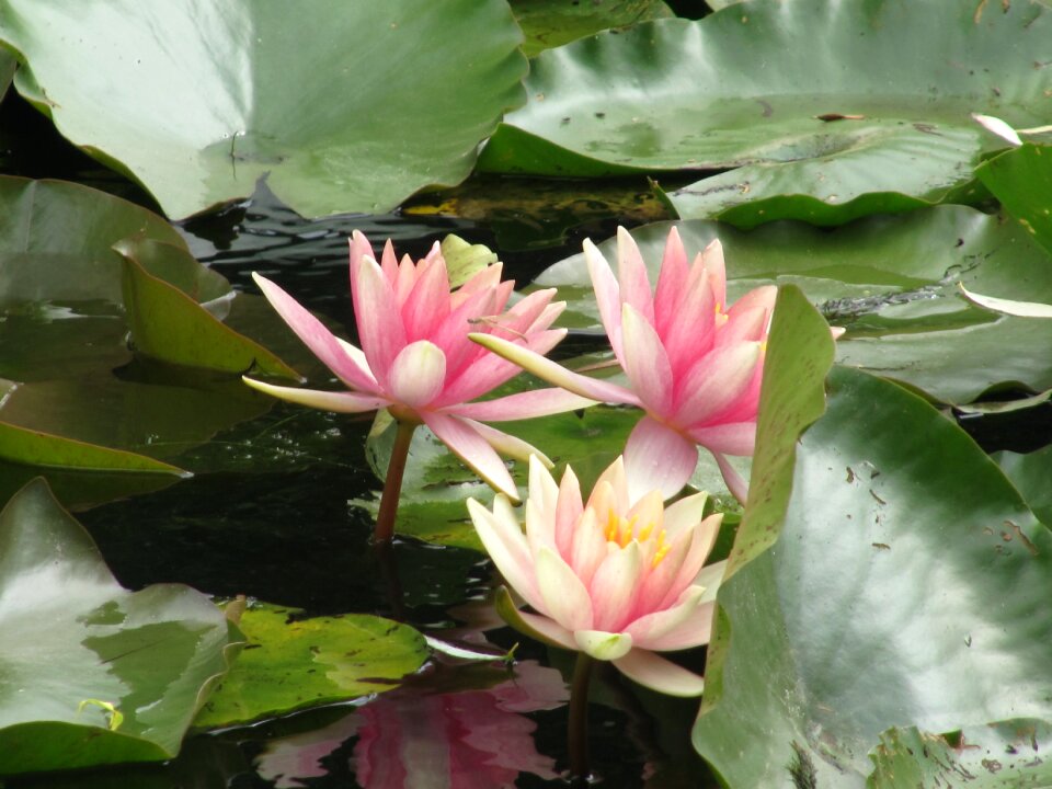 Lilies flowers giverny