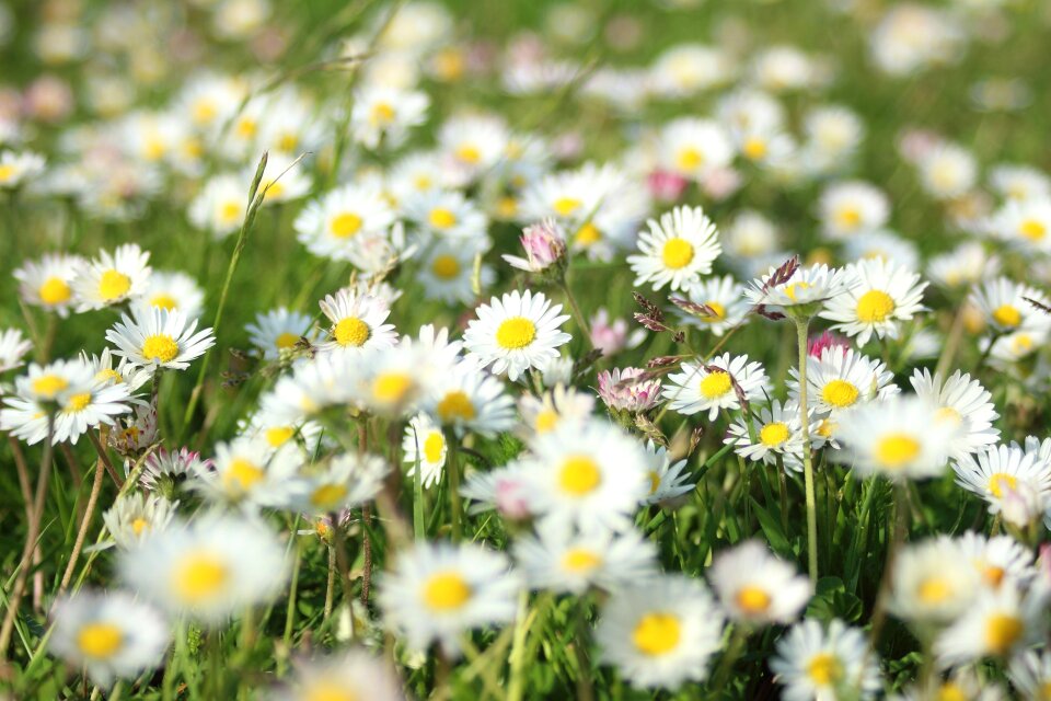 Daisy white flowers nature