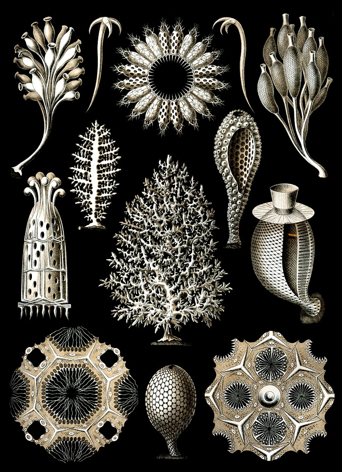 Porifera metazoa marine life