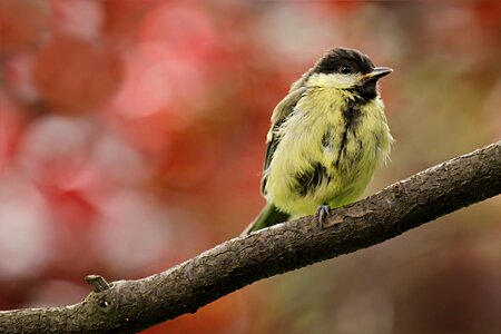 Parus major young sitting