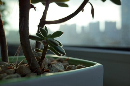 Veranda fleshy in this a fleshy plant