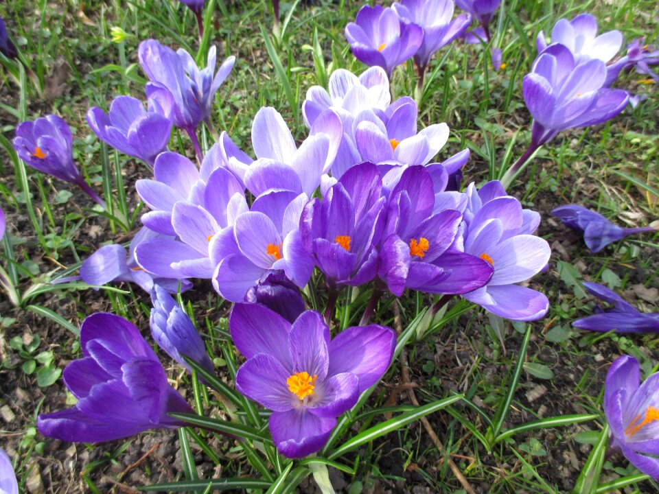Flowers spring flower garden