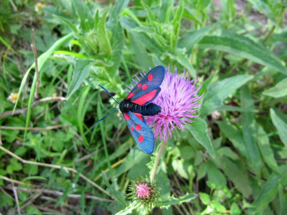 Butterfly flower nature