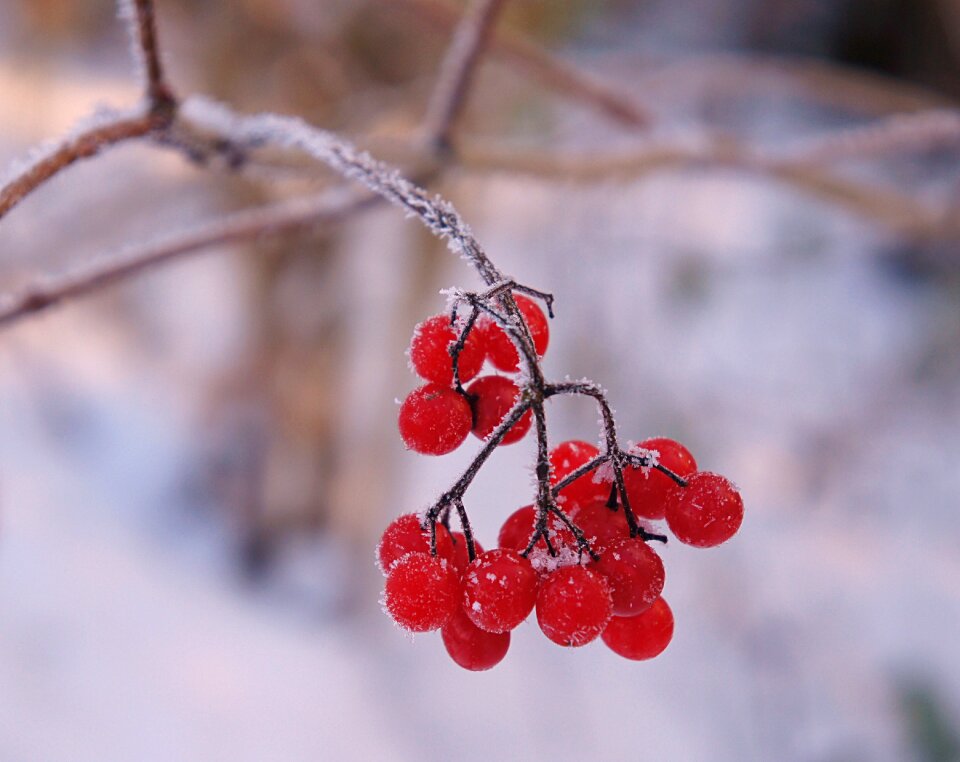 Cold shrubs berries