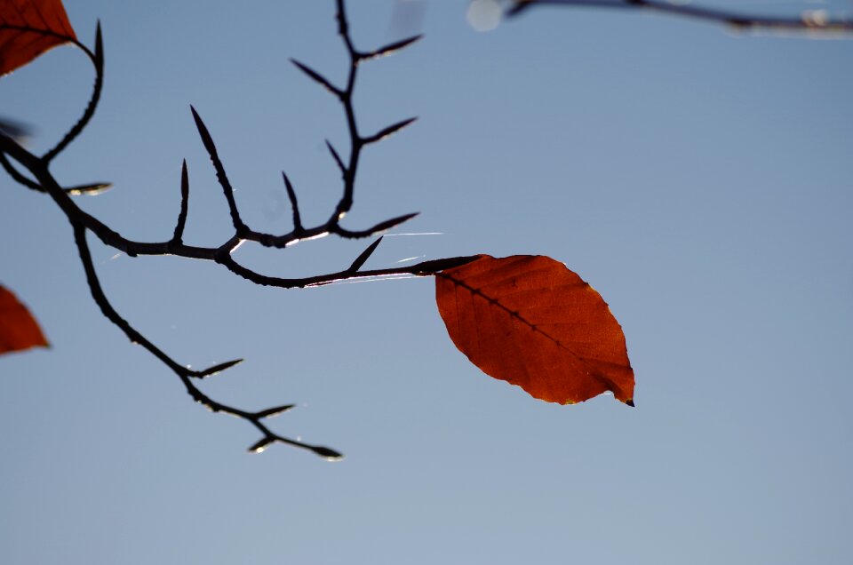 Fall foliage tree nature