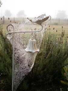 Nature insect cobweb photo
